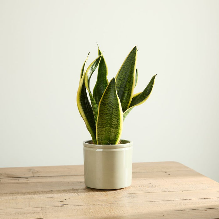 Snake Plant with Pot