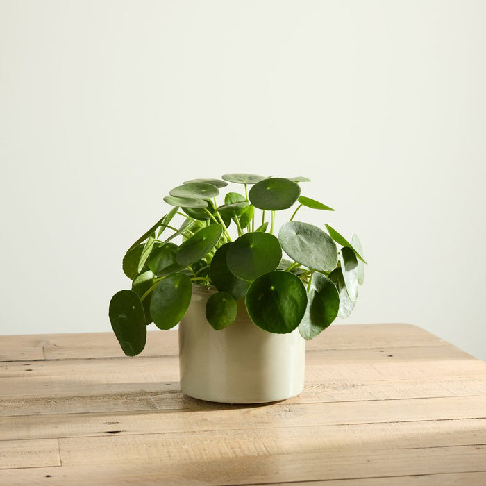 Chinese Money Plant with Pot