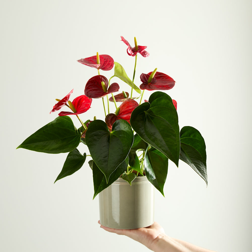 Red Flamingo Flower Plant with Pot