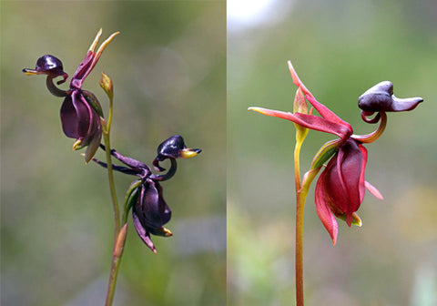 Flying duck orchid